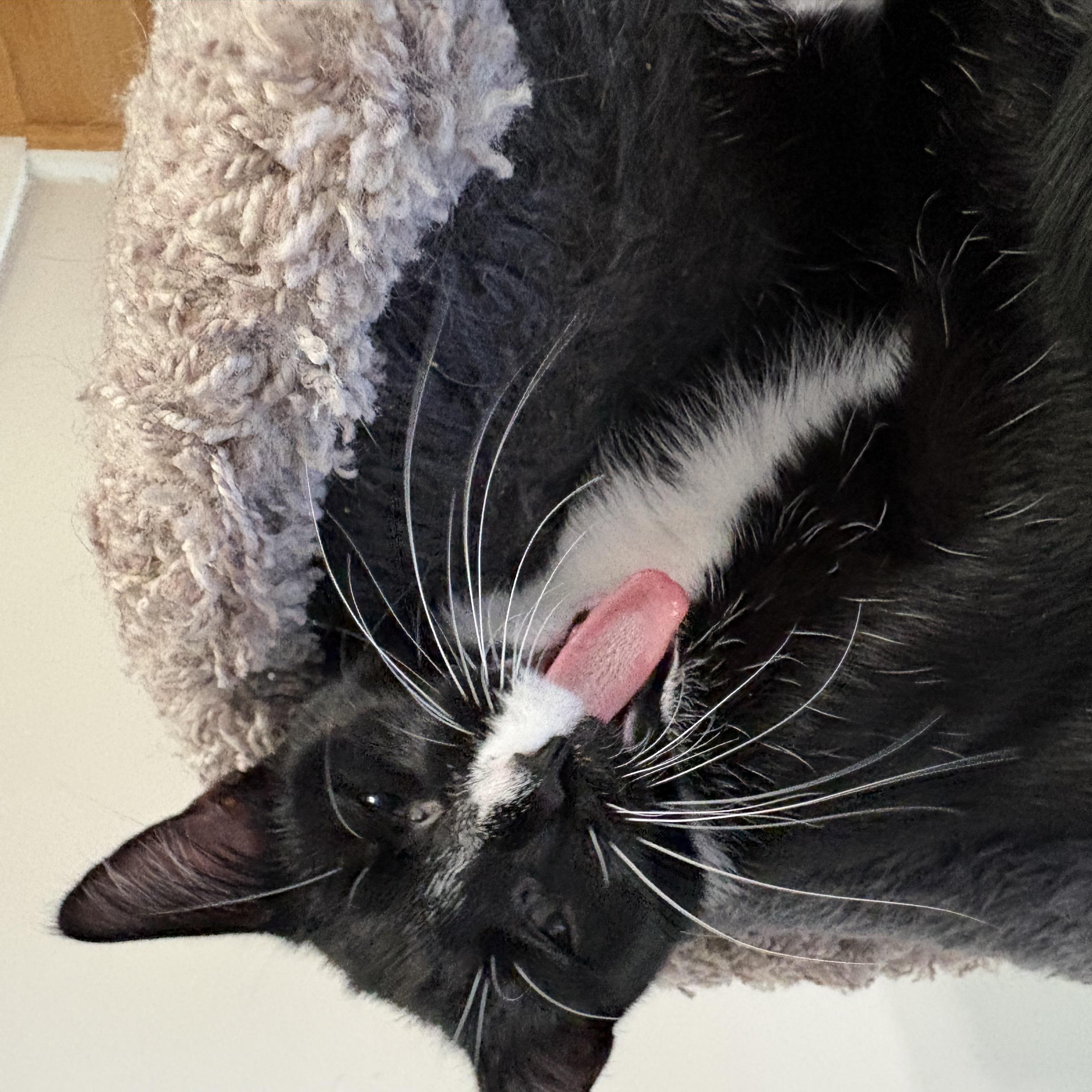 Enlarge Winston, a Adoptable Domestic Short Hair in Alexandria, VA image 3/3