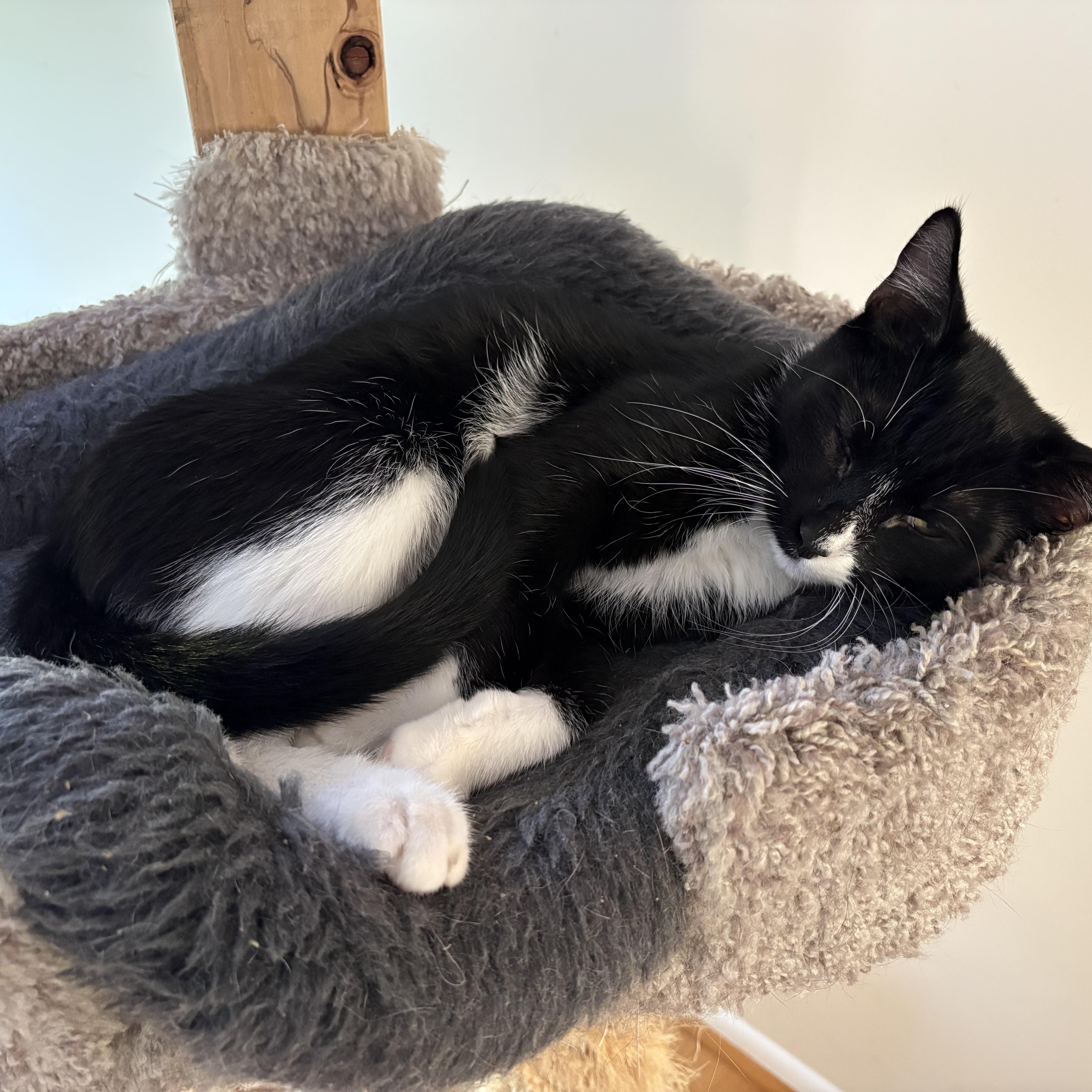 Enlarge Winston, a Adoptable Domestic Short Hair in Alexandria, VA image 2/3