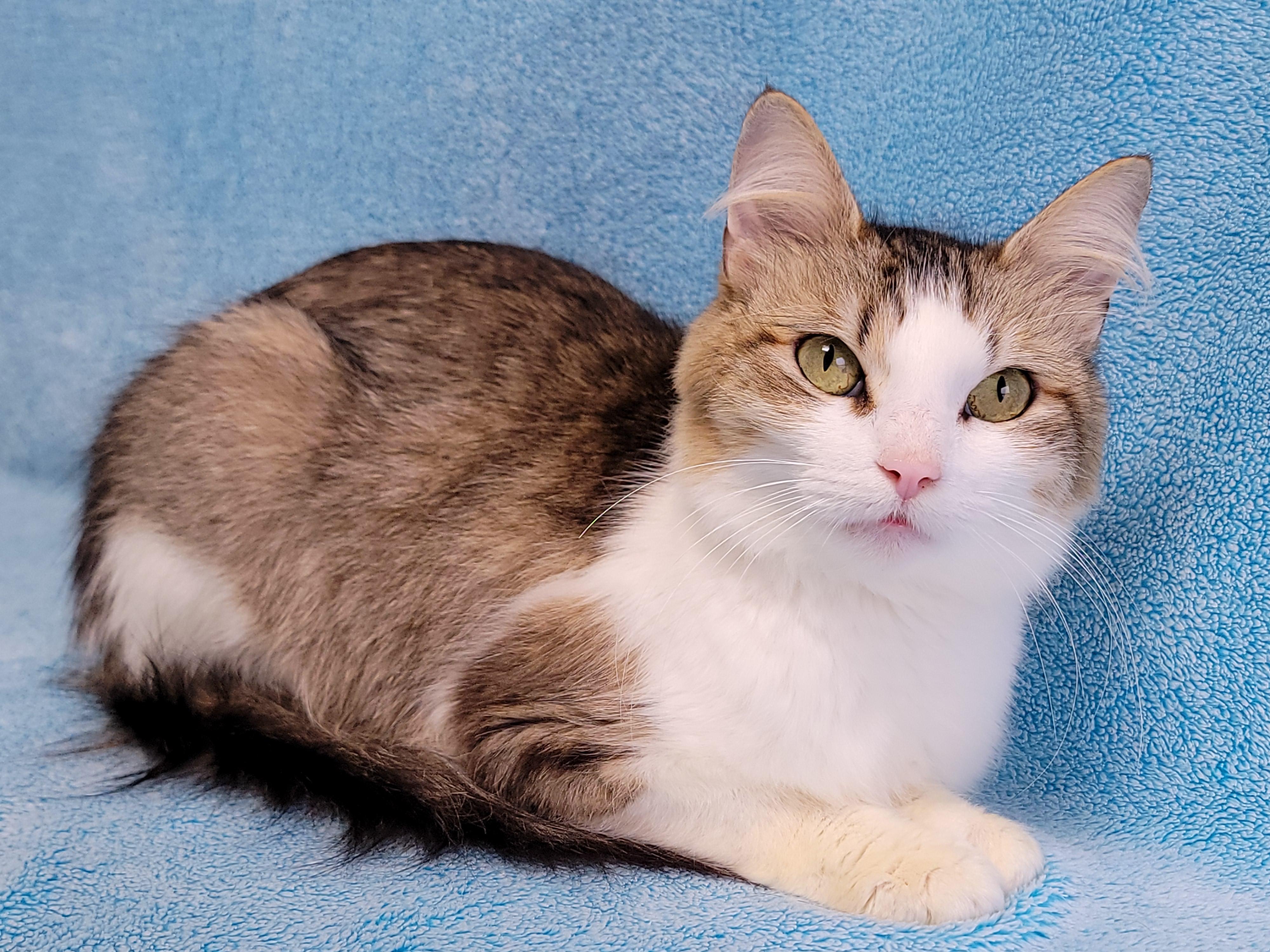 Enlarge Pickle, a Adoptable Domestic Medium Hair in Hornell, NY image 2/2