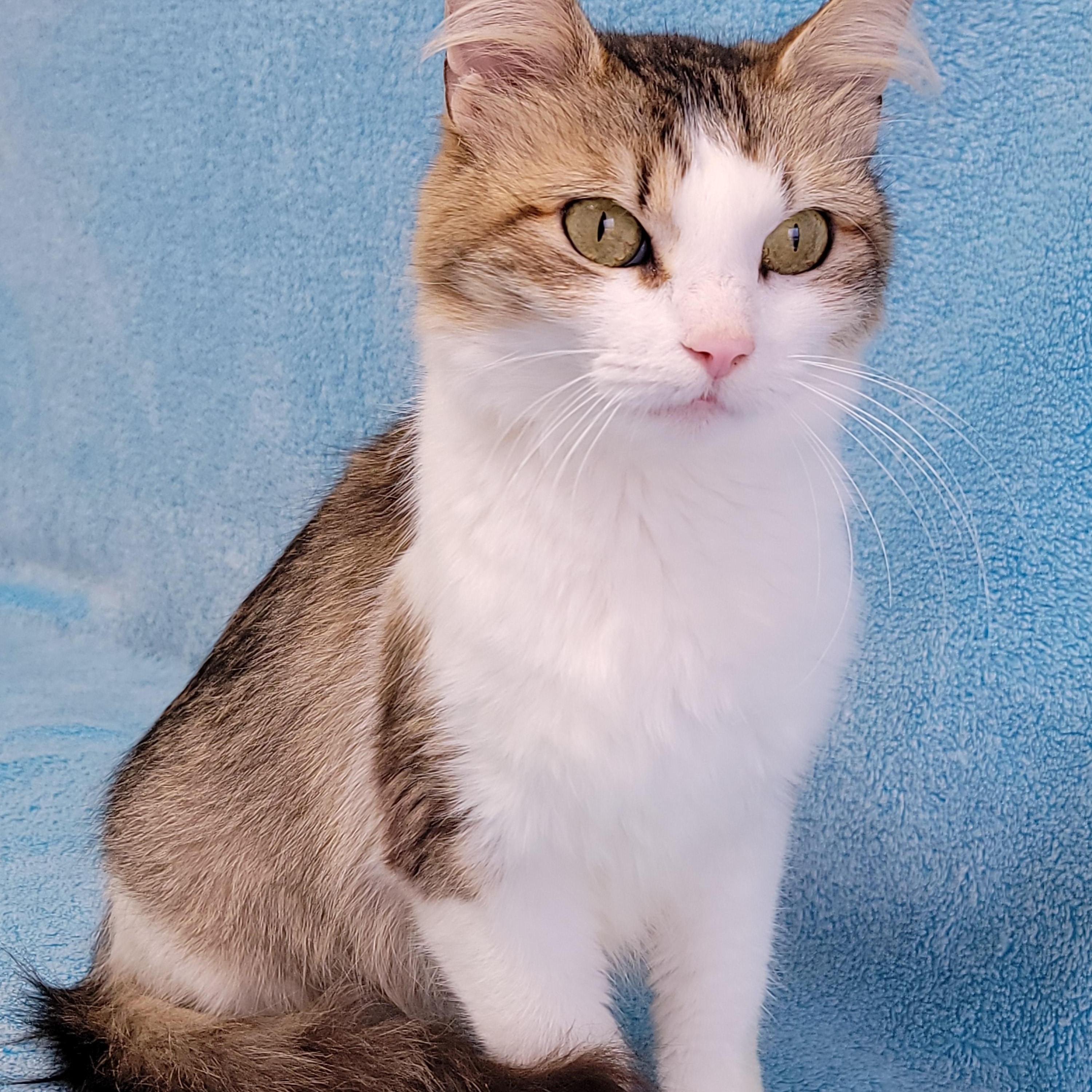 Enlarge Pickle, a Adoptable Domestic Medium Hair in Hornell, NY image 1/2