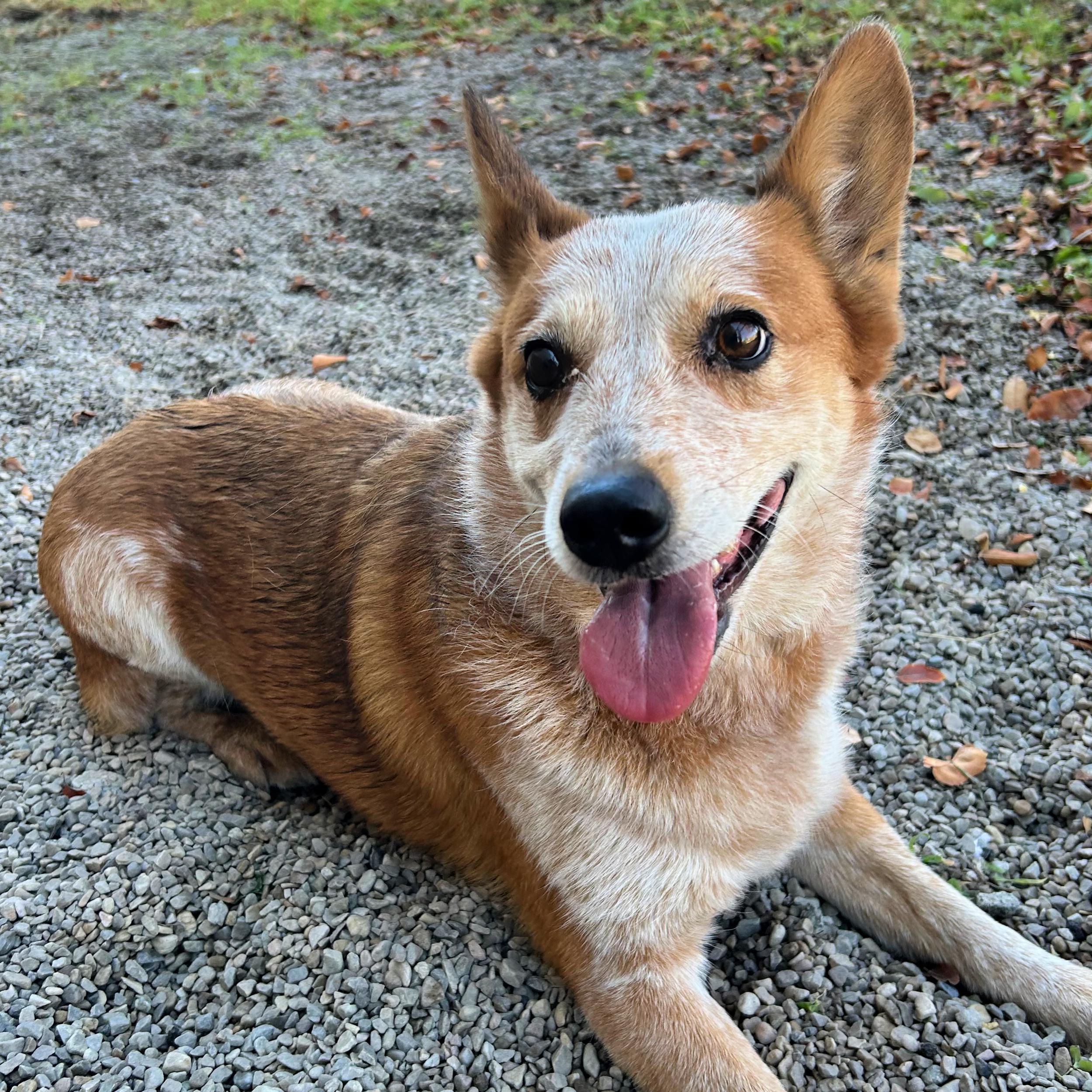 Rue, an adoptable Australian Cattle Dog / Blue Heeler in Lindon, UT, 84042 | Photo Image 1
