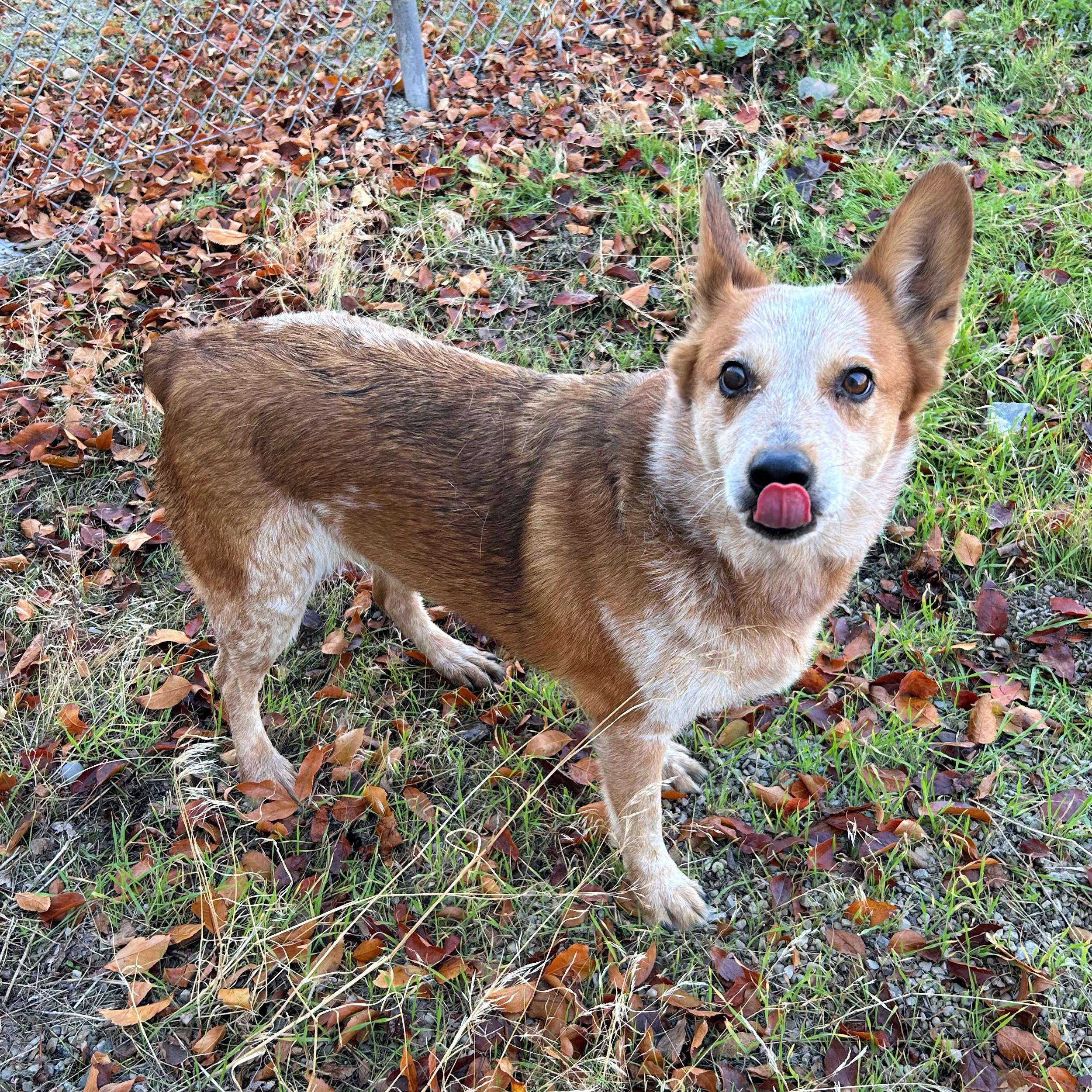 Rue, an adoptable Australian Cattle Dog / Blue Heeler in Lindon, UT, 84042 | Photo Image 5