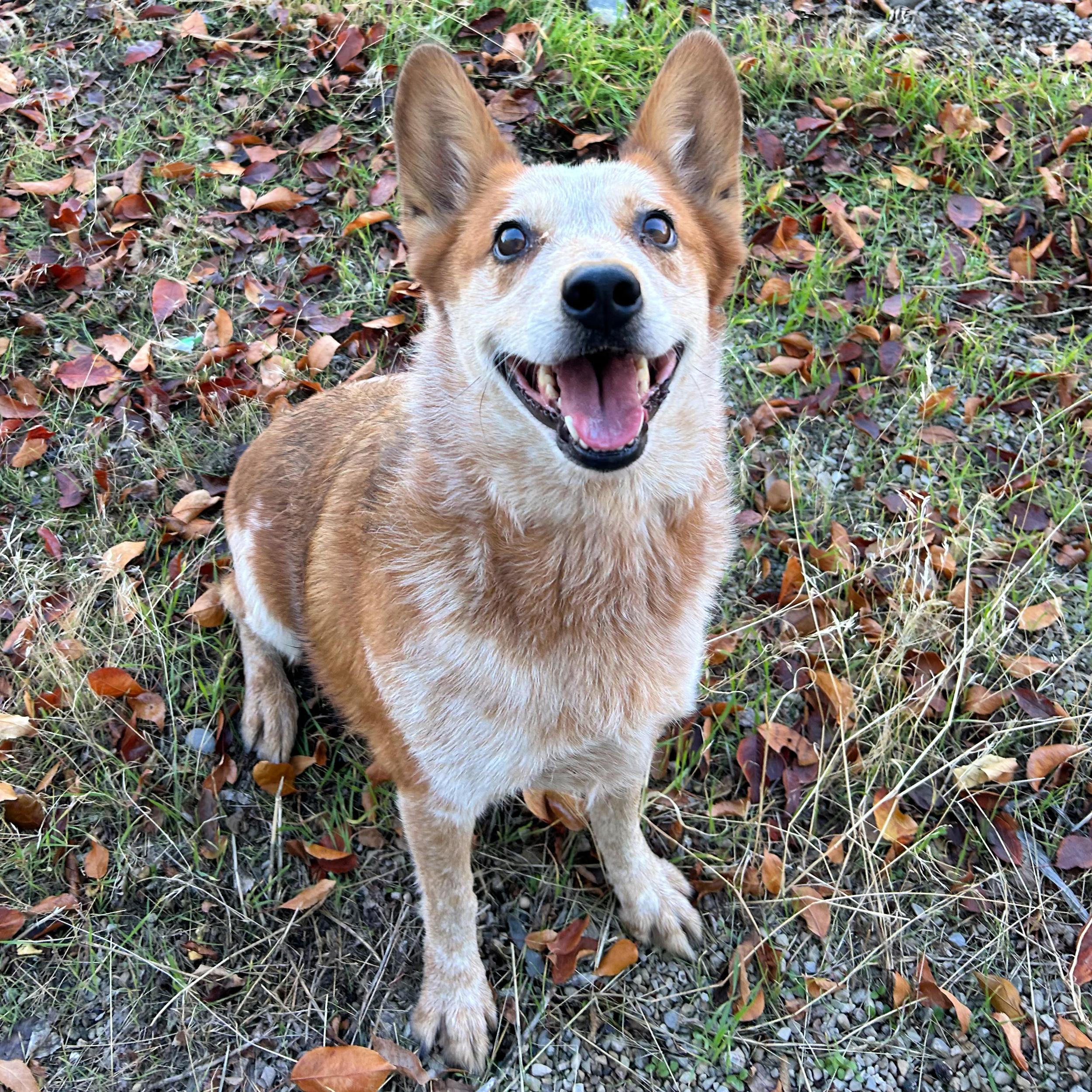 Rue, an adoptable Australian Cattle Dog / Blue Heeler in Lindon, UT, 84042 | Photo Image 4