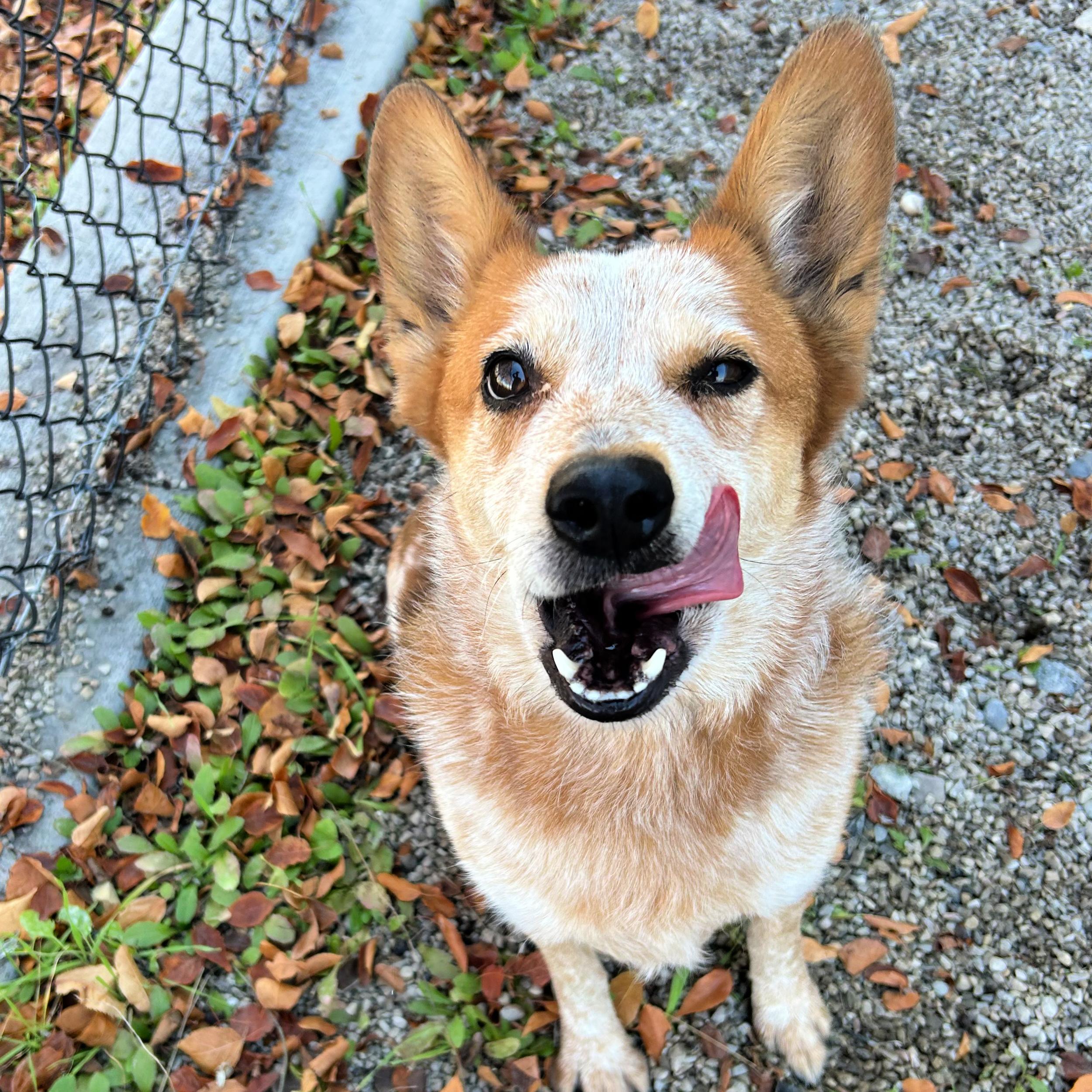 Rue, an adoptable Australian Cattle Dog / Blue Heeler in Lindon, UT, 84042 | Photo Image 2