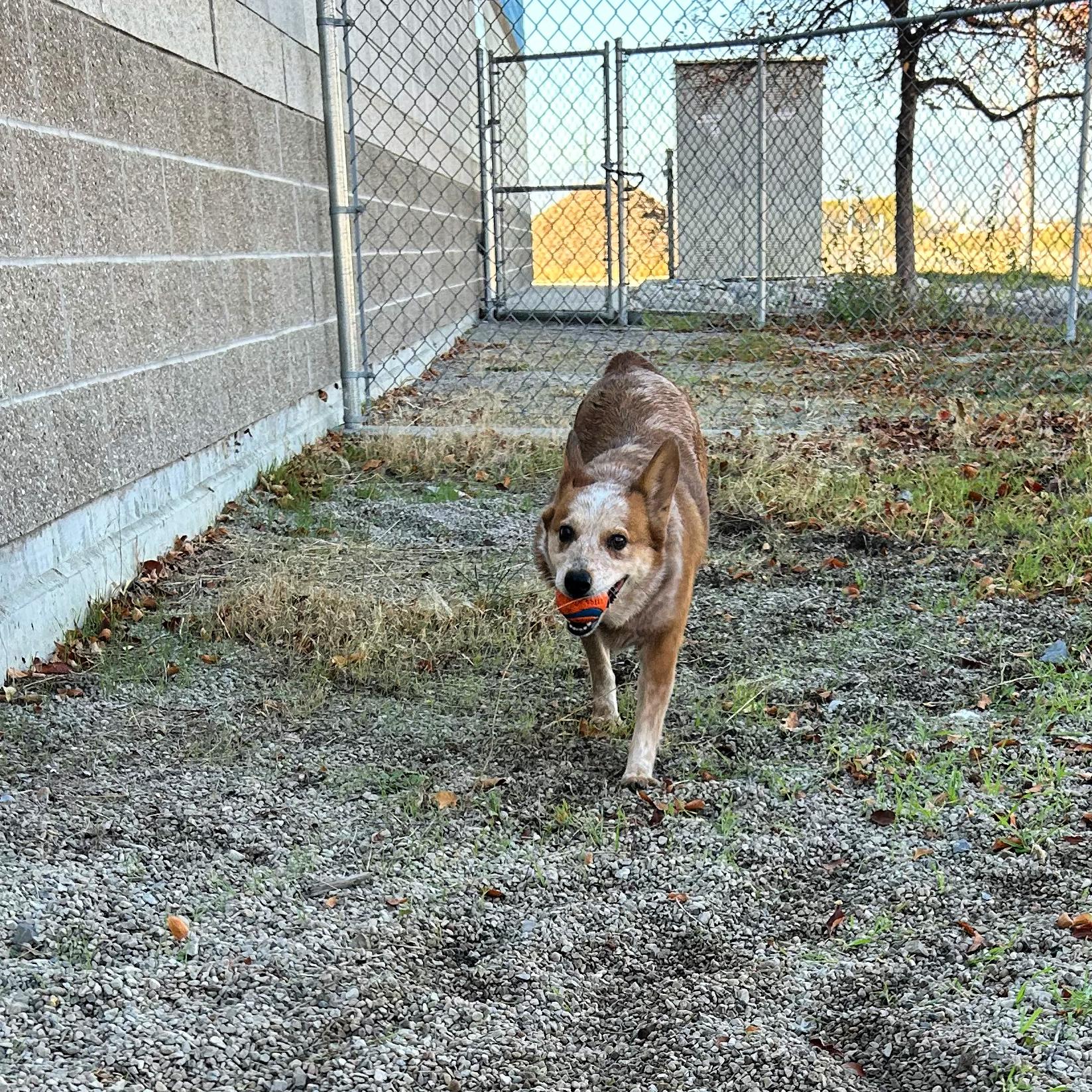 Rue, an adoptable Australian Cattle Dog / Blue Heeler in Lindon, UT, 84042 | Photo Image 3