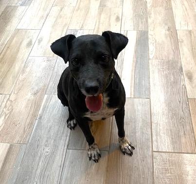 Enlarge Hugo (6), a Adoptable mixed breed in Mexicali, BCN image 1/4