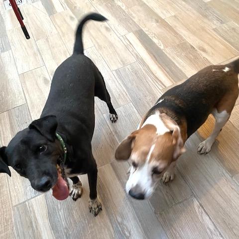 Enlarge Hugo (6), a Adoptable mixed breed in Mexicali, BCN image 3/4