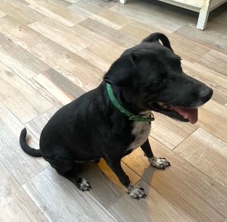 Enlarge Hugo (6), a Adoptable mixed breed in Mexicali, BCN image 2/4