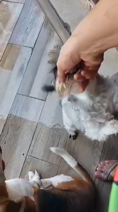 Enlarge Hugo (6), a Adoptable mixed breed in Mexicali, BCN video 4/4