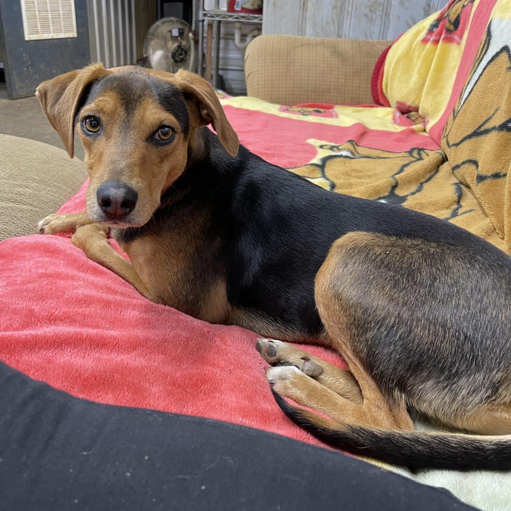 Bailey, Adoptable, Adult Male Beagle & Labrador Retriever.