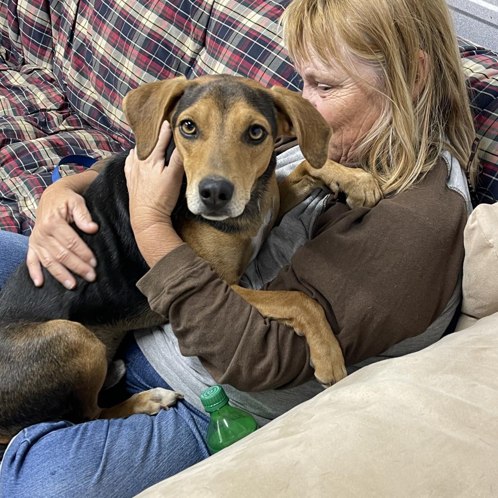 Enlarge Bailey, a Adoptable mixed breed in Pinson, TN image 3/6