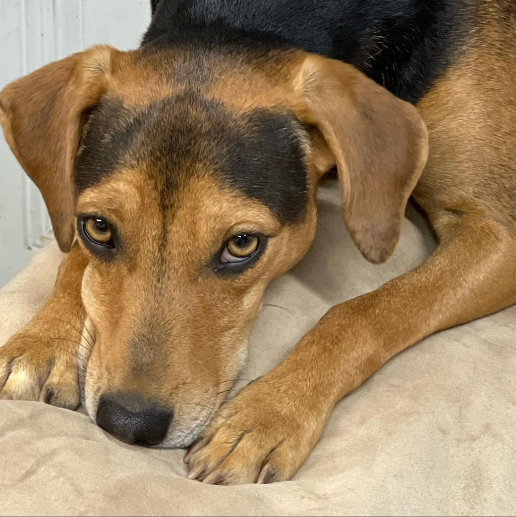 Enlarge Bailey, a Adoptable mixed breed in Pinson, TN image 5/6