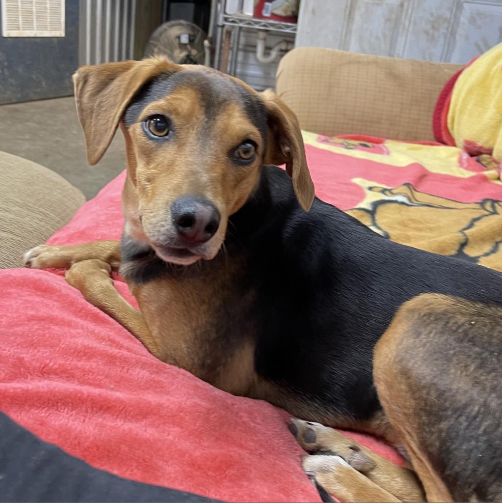 Enlarge Bailey, a Adoptable mixed breed in Pinson, TN image 4/6