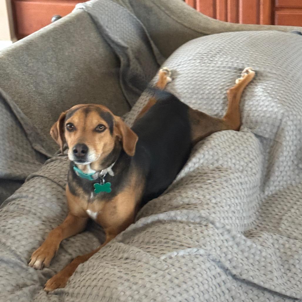 Enlarge Bailey, a Adoptable mixed breed in Pinson, TN image 6/6