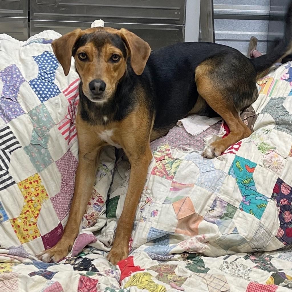 Enlarge Bailey, a Adoptable mixed breed in Pinson, TN image 6/6