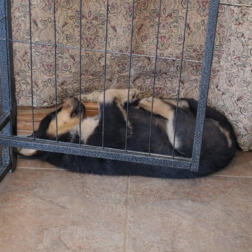 Zoro — thumbnail 2