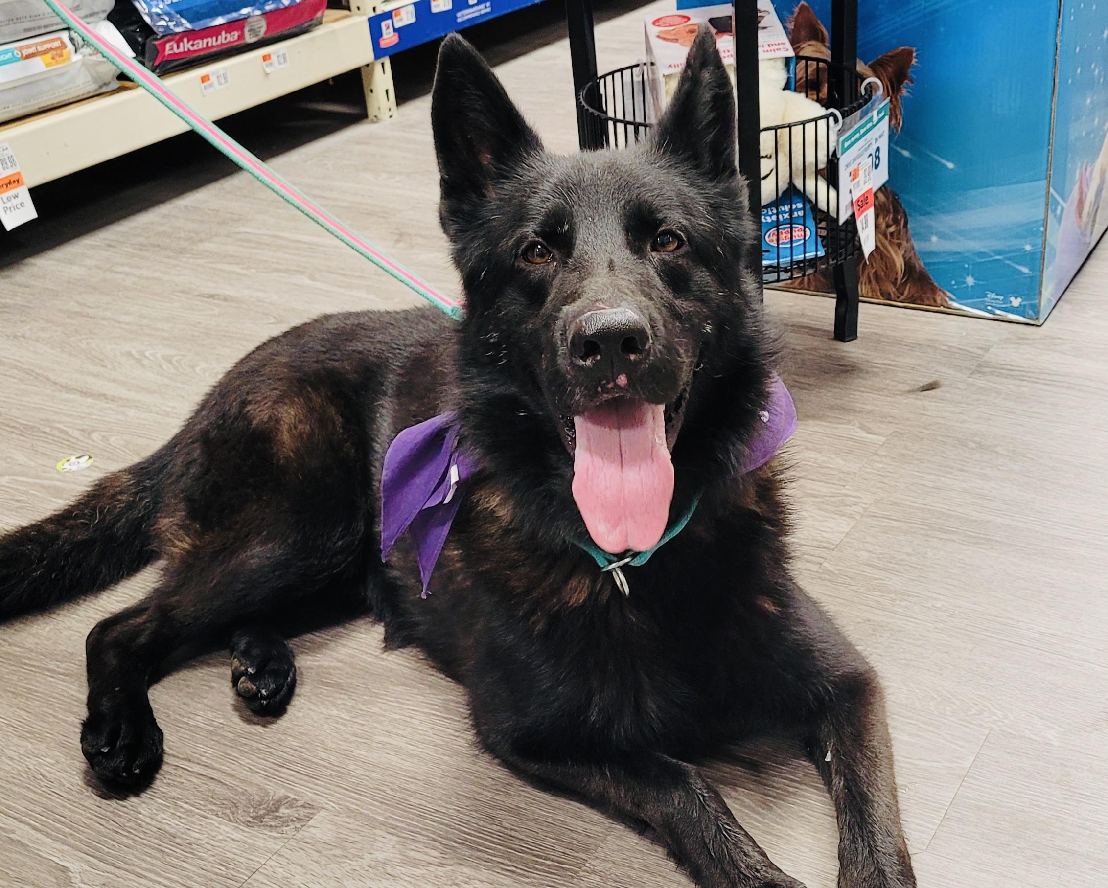 Cash, a Adoptable German Shepherd Dog in Detroit, MI image 3/5