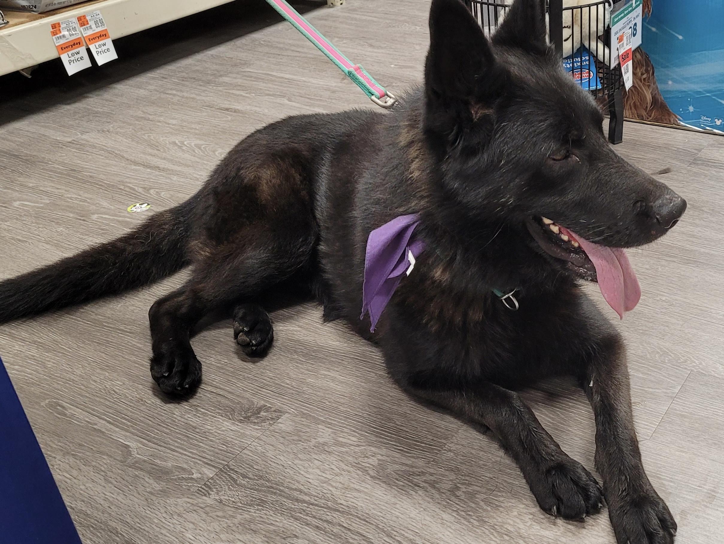 Cash, a Adoptable German Shepherd Dog in Detroit, MI image 5/5