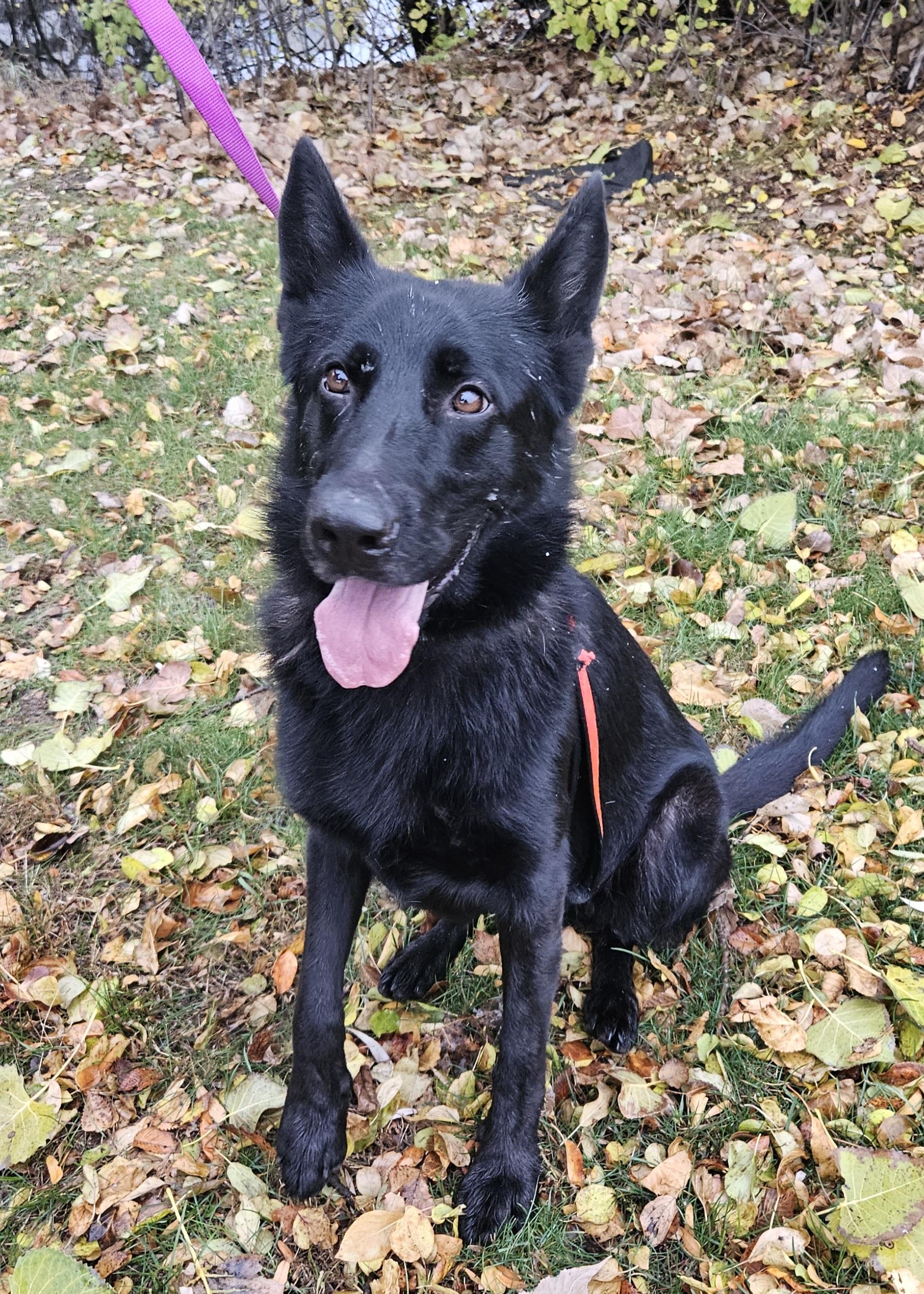 Cash, a Adoptable German Shepherd Dog in Detroit, MI image 2/5