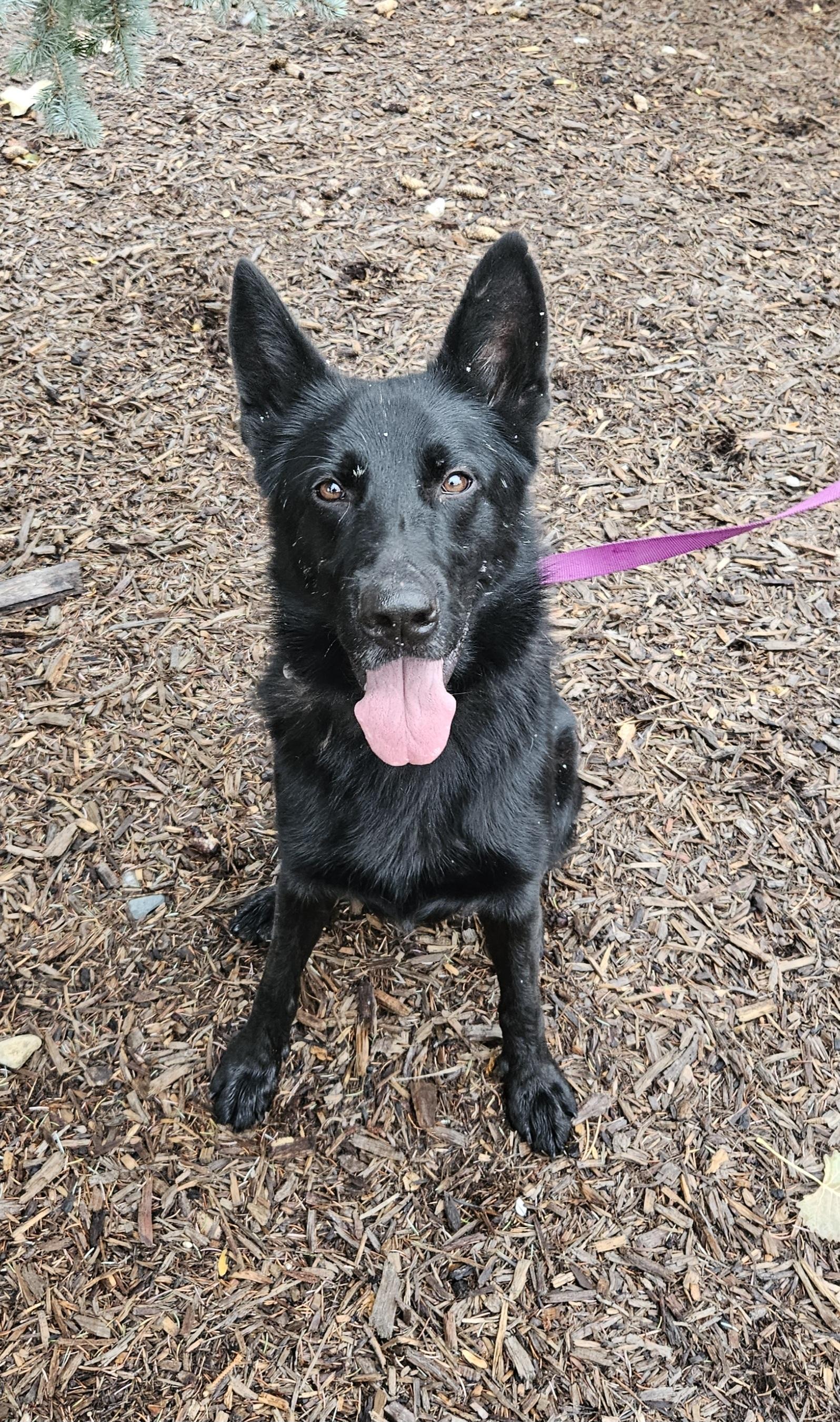 Cash, a Adoptable German Shepherd Dog in Detroit, MI image 4/5