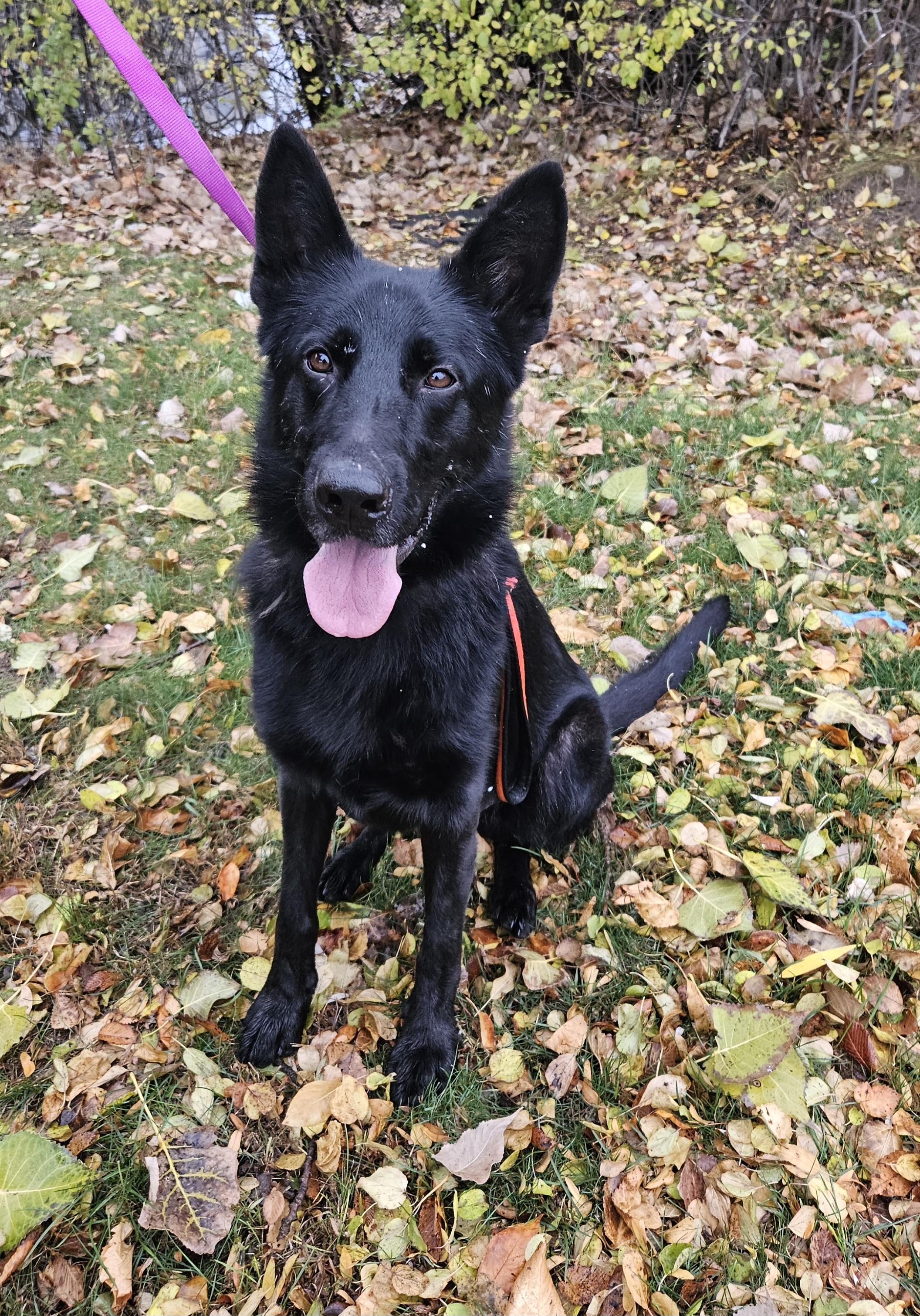 Cash, Adoptable, Adult Male German Shepherd Dog.