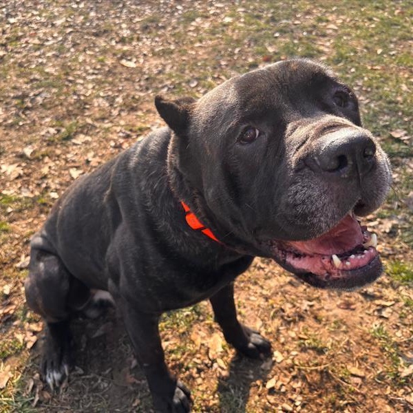 Zeus, ADOPTABLE, Adult Male Cane Corso.