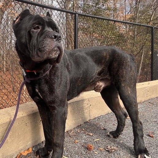 Enlarge Zeus, a ADOPTABLE Cane Corso in Prince Frederick, MD image 6/6