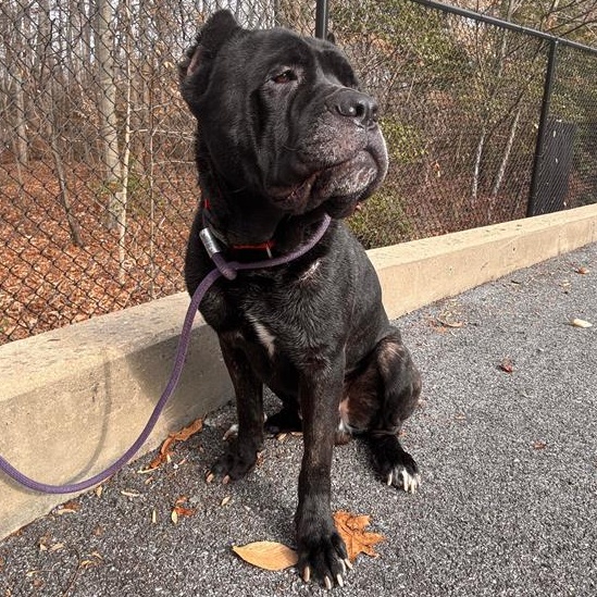 Enlarge Zeus, a ADOPTABLE Cane Corso in Prince Frederick, MD image 5/6