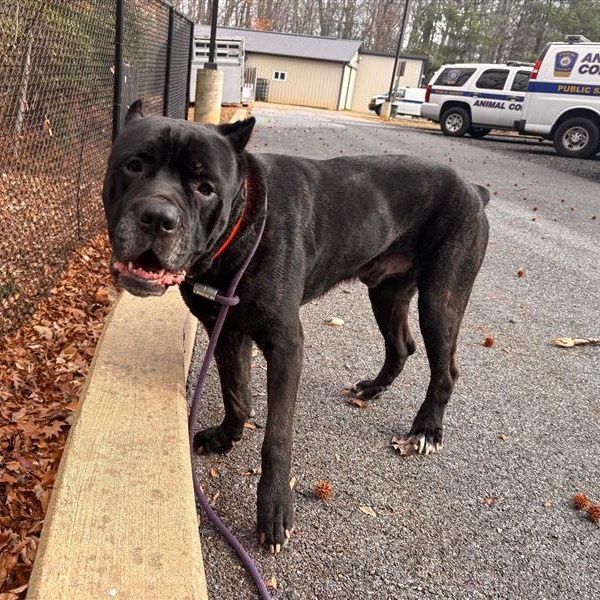 Enlarge Zeus, a ADOPTABLE Cane Corso in Prince Frederick, MD image 4/6