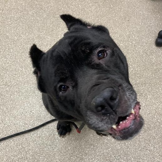 Enlarge Zeus, a ADOPTABLE Cane Corso in Prince Frederick, MD image 2/6