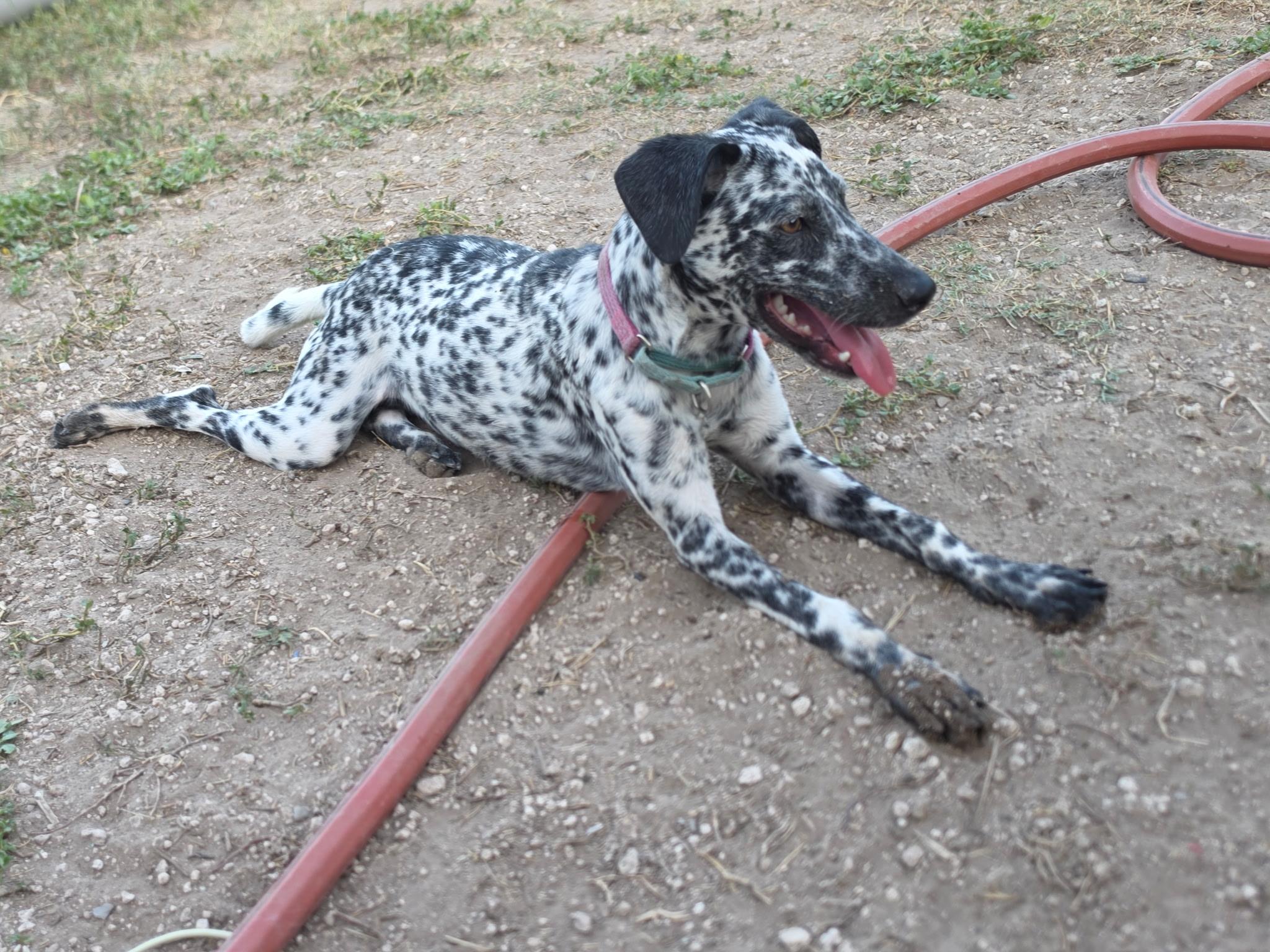 Enlarge Lady Bird, a Adoptable mixed breed in Manchester, NH image 5/6
