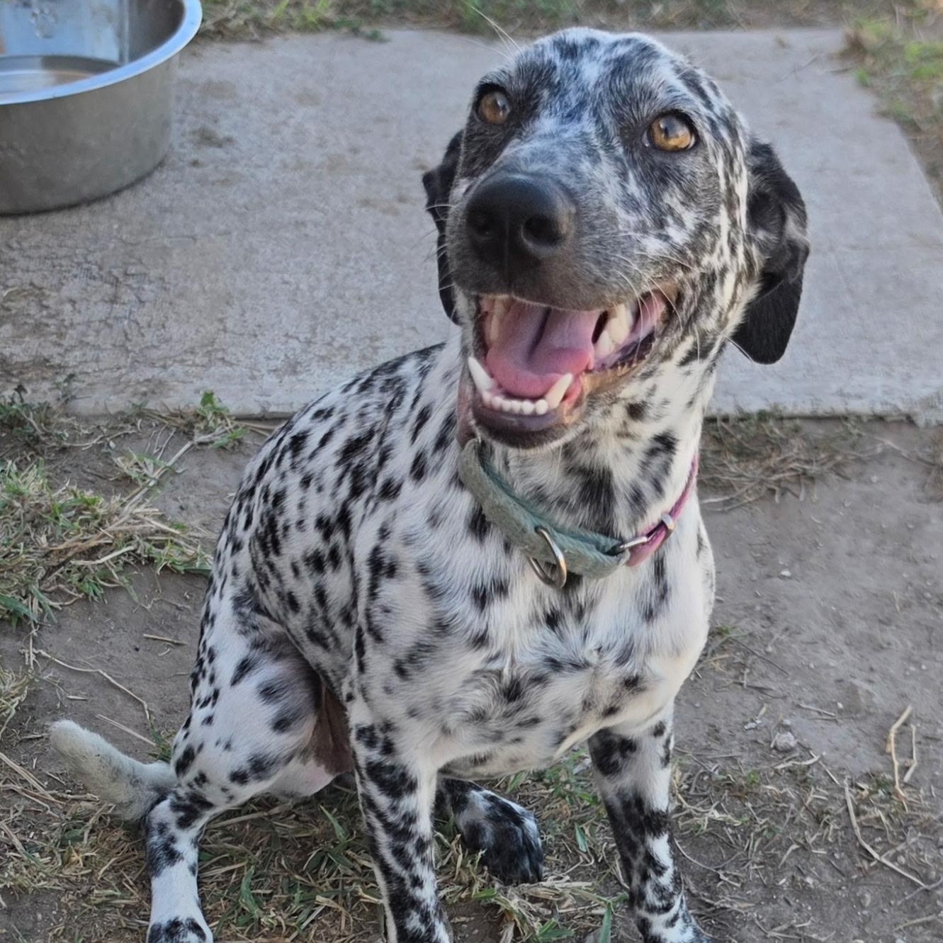 Lady Bird, Adoptable, Young Female German Shorthaired Pointer.