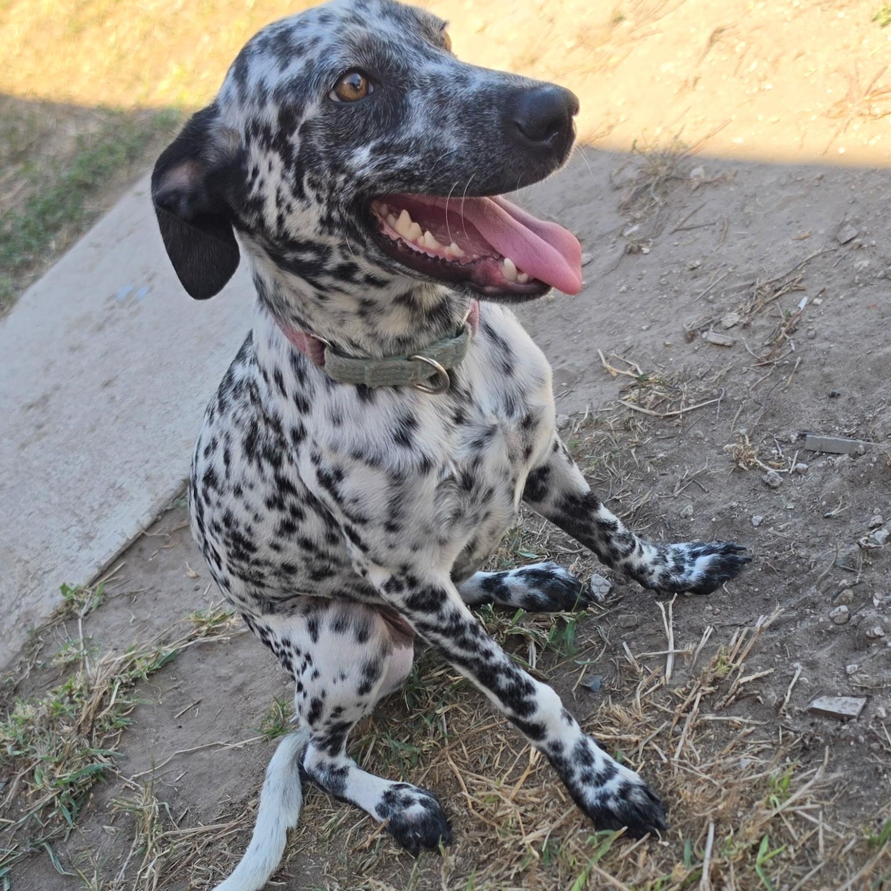 Enlarge Lady Bird, a Adoptable mixed breed in Manchester, NH image 2/6