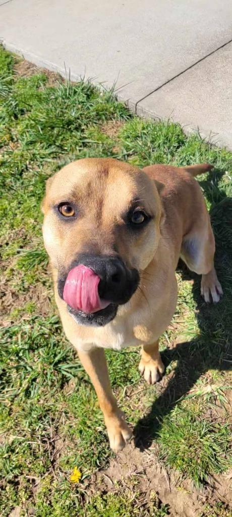 Marowak, Adoptable, Adult Male Shepherd.