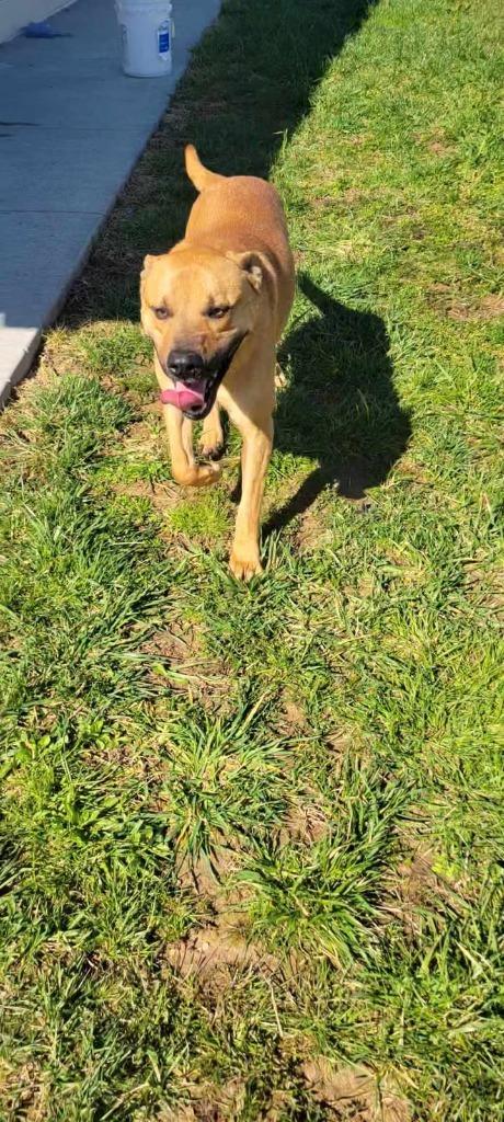Enlarge Marowak, a Adoptable Shepherd in Shelbyville, TN image 2/6