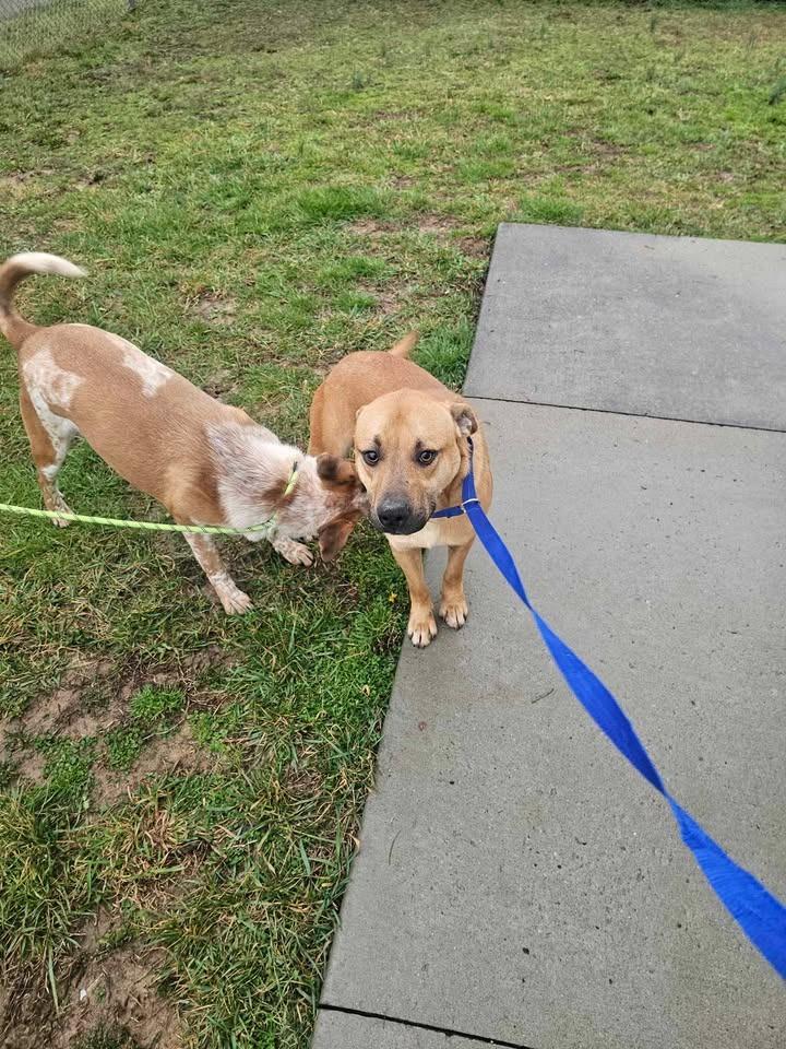 Enlarge Marowak, a Adoptable Shepherd in Shelbyville, TN image 3/6