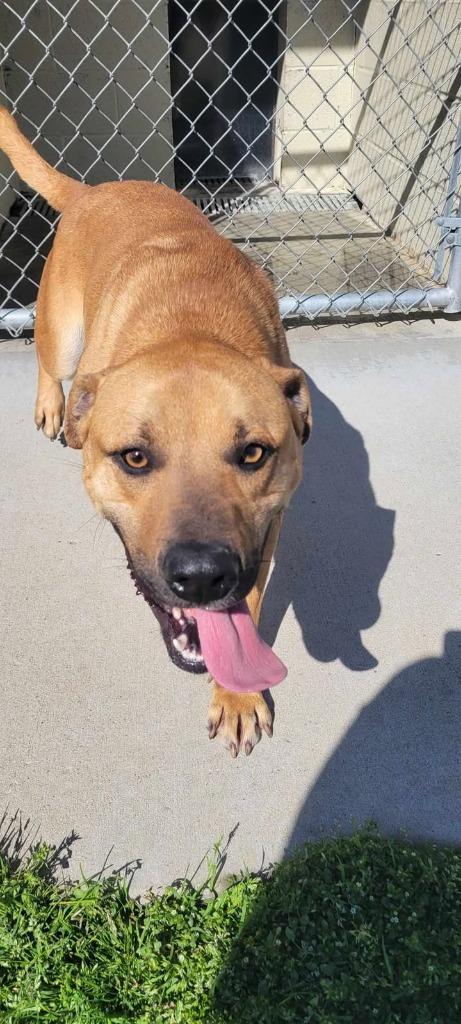 Enlarge Marowak, a Adoptable Shepherd in Shelbyville, TN image 4/6