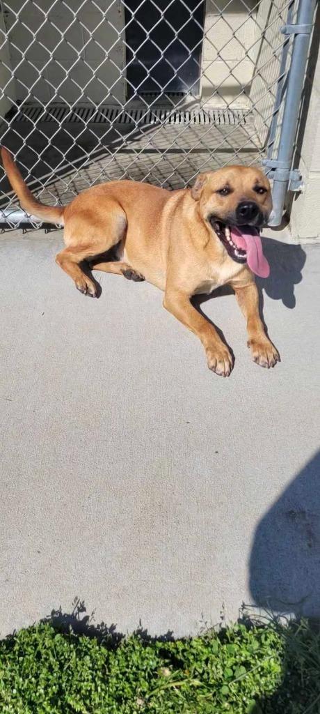 Enlarge Marowak, a Adoptable Shepherd in Shelbyville, TN image 5/6