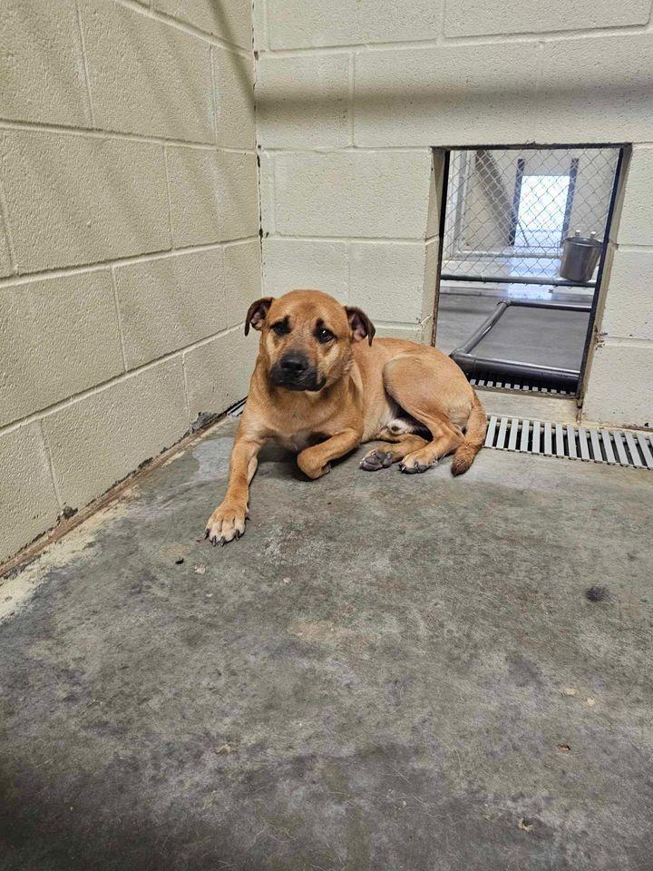 Enlarge Marowak, a Adoptable Shepherd in Shelbyville, TN image 6/6