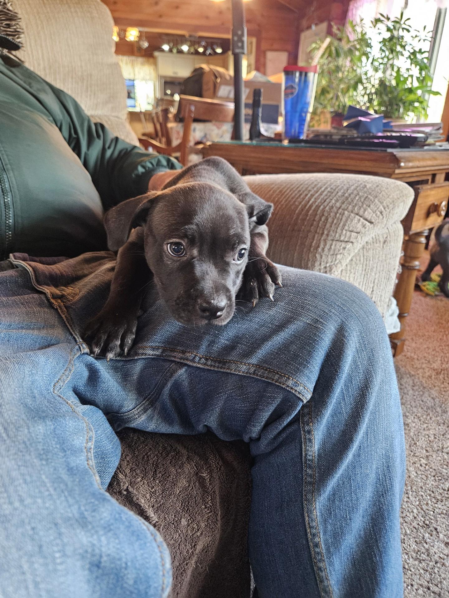 Sable - "Courtesy Post" - Petite & Precious 8 Week Old Puppy!, Adopted, Puppy Female Mixed Breed.