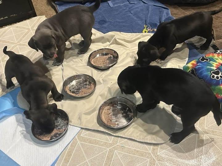 Sable - "Courtesy Post" - Petite & Precious 8 Week Old Puppy!, a Adopted Mixed Breed in Quentin, PA image 2/3