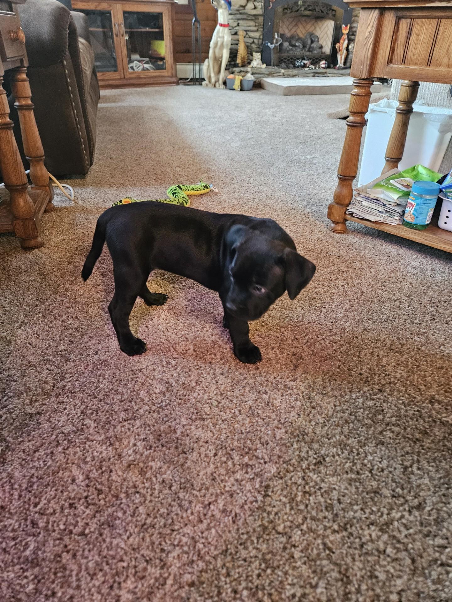 Sable - "Courtesy Post" - Petite & Precious 8 Week Old Puppy!, a Adopted Mixed Breed in Quentin, PA image 3/3