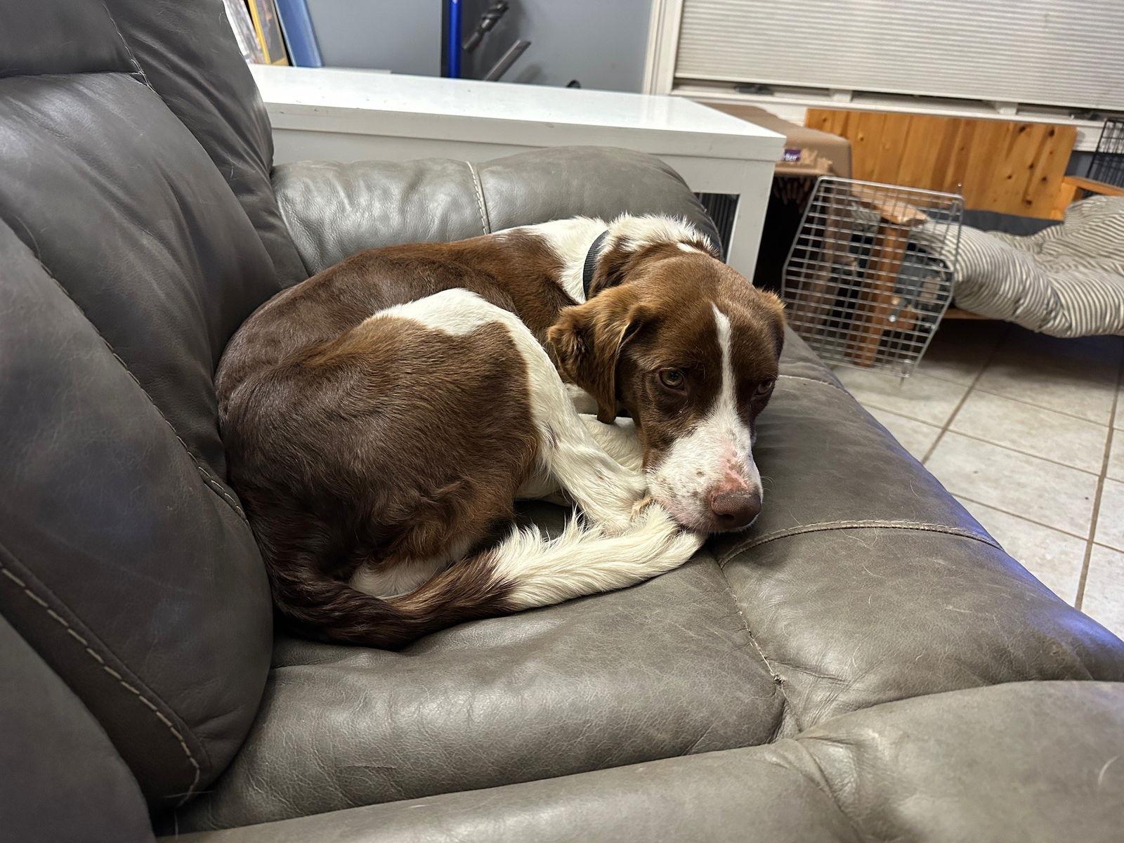 IL/Sadie, Adopted, Young Female Brittany Spaniel.