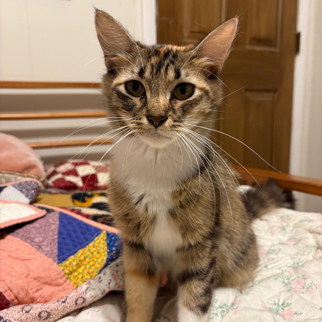 Beverly Girl-CA, a Adoptable Domestic Medium Hair in Tallahassee, FL image 1/3