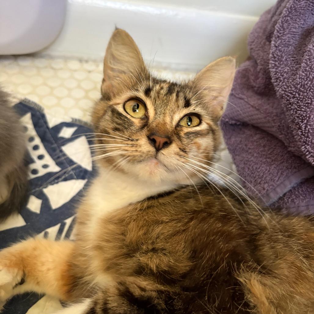 Beverly Girl-CA, a Adoptable Domestic Medium Hair in Tallahassee, FL image 2/3