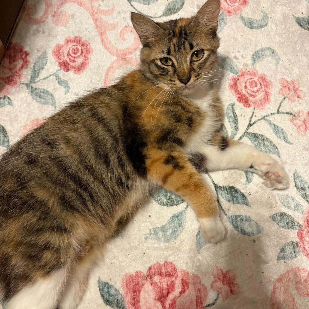 Beverly Girl-CA, a Adoptable Domestic Medium Hair in Tallahassee, FL image 3/3