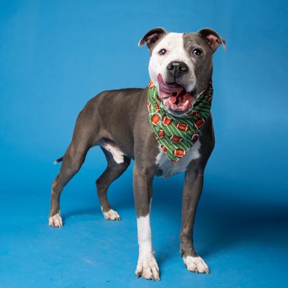 Enlarge XANDER, a Adoptable mixed breed in Atlanta, GA image 1/3