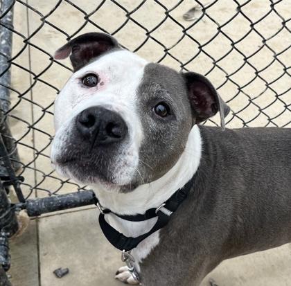 XANDER, Adoptable, Adult Male Pit Bull Terrier & Mixed Breed.