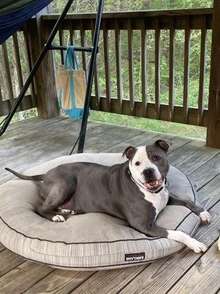 Enlarge XANDER, a Adoptable mixed breed in Atlanta, GA image 2/3