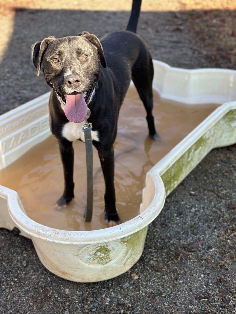 Freddie, Adoptable, Adult Male Mixed Breed.